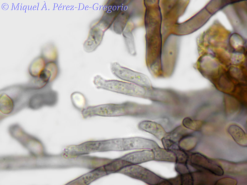 Haplotrichum ?